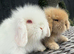 Stunning Mini Lion Lop Boys