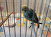 Baby B - UNSEXED 7 weeks old Blue pale colours/darker blue/yellow tail and undertones