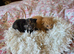 2 kittens 4 weeks old
