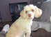 Cockapoo for stud