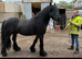 Fell stallion registered