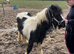 Barney beautiful cob colt very well marked