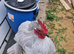 Lilac pekin bantam cockerel in Bradford