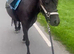 Look at this lovely little Dartmoor mare 12.2 and rising