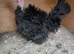 7 bantam chickens