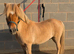 6 year old chestnut dun registered mini shetland