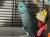Breeding pair blue Indian ringneck