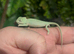 CB26 Yemen Chameleon Babies AVAILABLE SEPT/OCT 2026