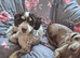 11month old cockapoo