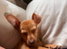 Dachshund × chihuahua