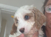 F1B Cavapoo puppies READY NOW