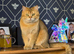 Beautiful Scottish fold and straight kittens