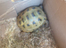 Horsfield female Tortoise