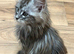 Large MaineCoon kittens