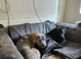 Puppies