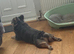 KC Registered Dog Looking for a Loving Forever Home