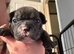 Frenchie