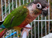 Beautiful High Red Mutation Yellow Sided Conure