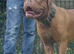 Dogue De Bordeaux