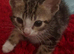 6 beautiful CUTE kittens ready for RE-HOMING