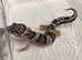 Leopard Geckos at Birmingham Reptiles