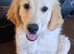 Golden retriever boy