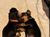 2 beautiful black and tan girls