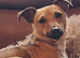 12 Month old Miniature Dachshund x Jack Russell