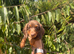 Last 3 Long haired dachshund puppies
