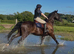 16.1hh Reg Irish Draught Ride & Drive Gelding