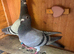 Very nice and very good quality young racing pigeons