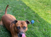staffy for sale