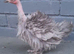 4 bantam chickens