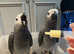 Baby african greys