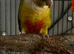 Pineapple conure