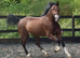 Show Quality - Welsh C Gelding