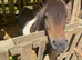 Stunning standard Shetland mare