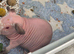 2 baby skinny pigs