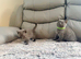 British longhair kittens