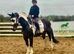 FLASH &ndash; 15.3hh | 5-Year-Old Draught Cross | The Ultimate Dream Horse