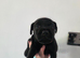 Beautiful Patterdale Puppies