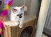 Ragdoll kitten