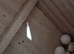 Blue Budgie Pair with 6 Eggs