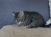 2 kittens left boy and girl