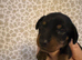 Miniature dashound puppies