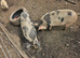 Kunekune pigs