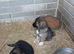 Beautiful Caucazian Shepherd puppies