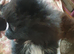 Pomeranian puppies ready 26th Aug taking deposits now
