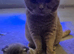 Cinnamon male Tica registered