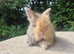 STUNNING MAXI FULL FACE ANGORA BABIES